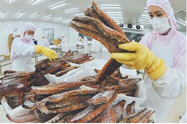 金盛水产投资3000多万元建设的烤鳗生产线投入生产