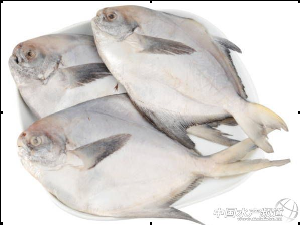 “出海即死”的银鲳被人工养活了!