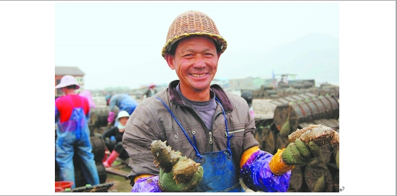 福建宁德霞浦县溪南镇东安海域养殖户在收获海参
