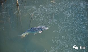 越冬期鱼类上浮的原因及对策分析