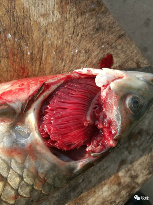 越冬期鱼类上浮的原因及对策分析