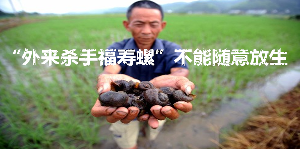 “外来杀手福寿螺”不能随意放生