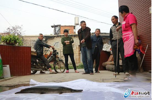 晋江内坑现一条大怪鱼 系世界十大猛鱼之一雀鳝