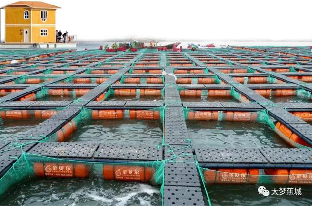 傾城之力，重编“海上浮城”“再生密码”……