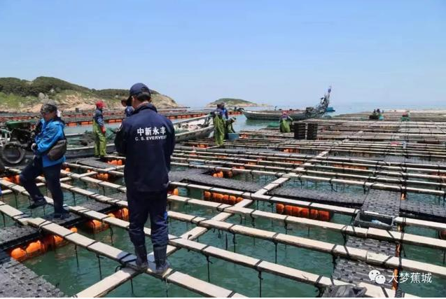 傾城之力，重编“海上浮城”“再生密码”……