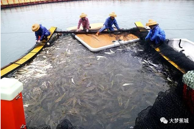 傾城之力，重编“海上浮城”“再生密码”……