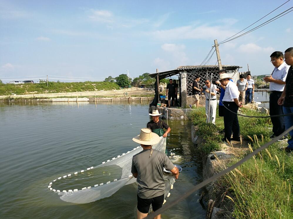 大黄鱼育种国家重点实验室专家一行赴饶平、诏安两地考察调研