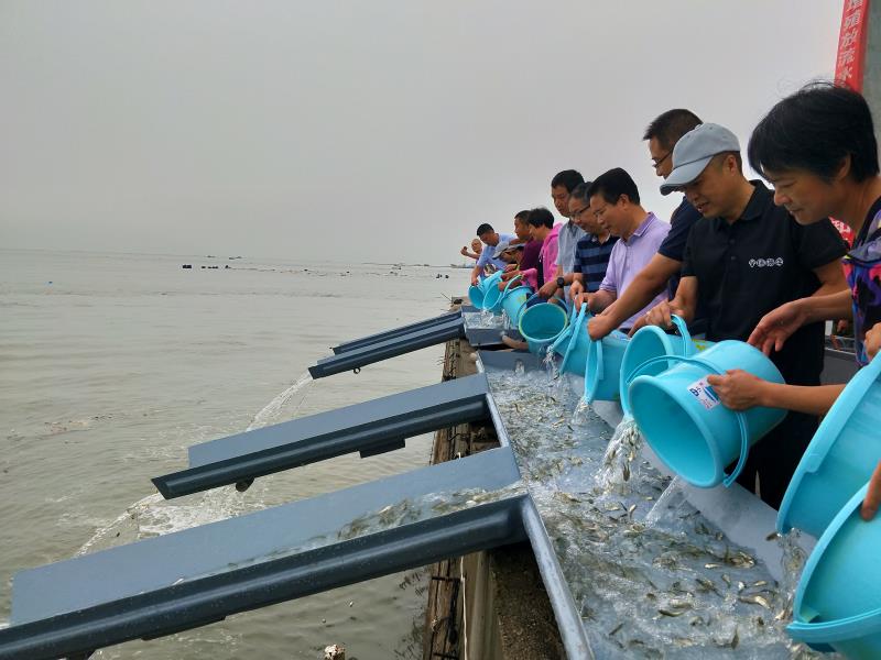 富发公司参与开展2020年大黄鱼增殖放流活动